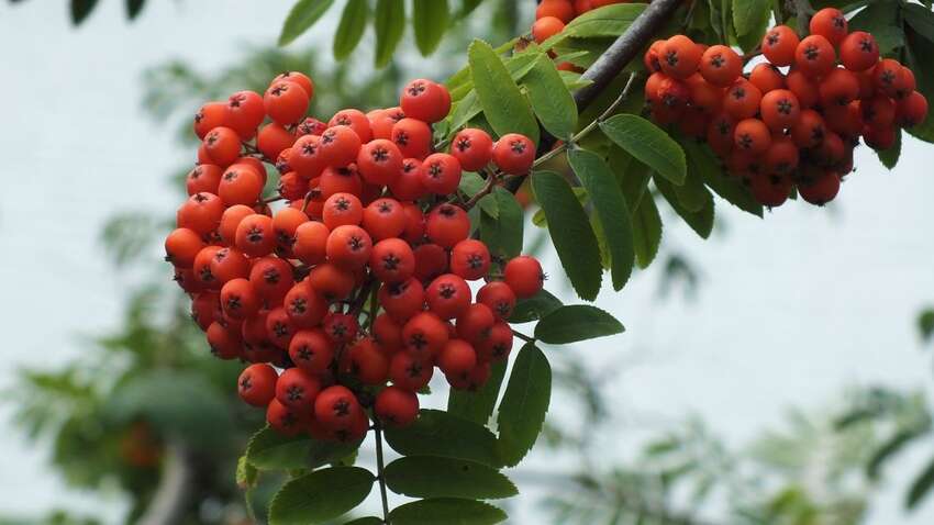 Яке церковне свято 10 вересня: головна прикмета дня