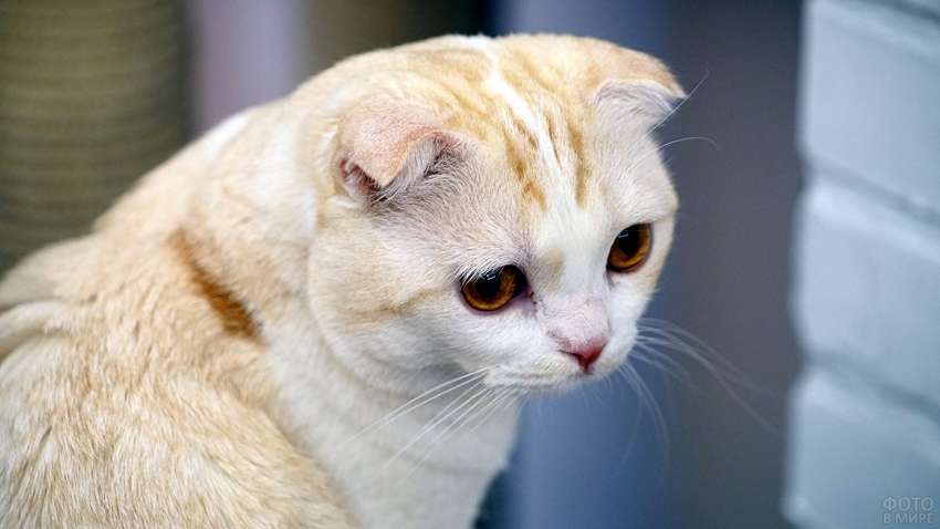 Спроба росіянки збільшити губи своїй кішці закінчилася бійкою 