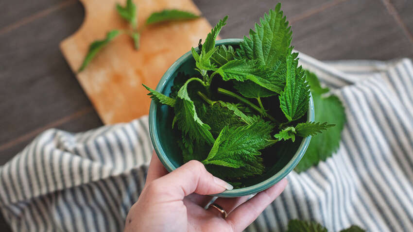 Пекучий лікар під парканом: проста кропива виявилась несподіваним союзником проти високого цукру