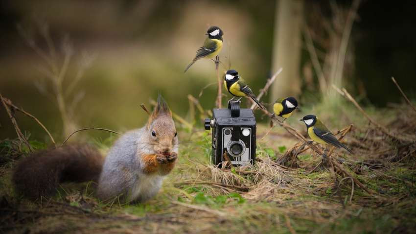 Выяснилось, что птицы заботятся о безопасности белок