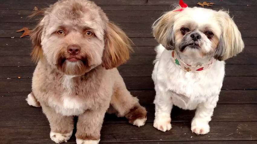 У США живе цуценя з людським обличчям: як виглядає (ФОТО)