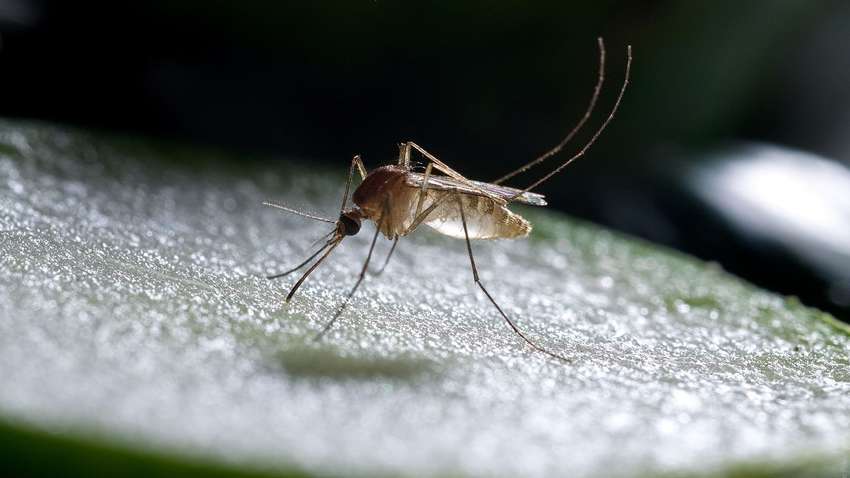 Медики перерахували хвороби, які переносять комарі Медики перерахували хвороби, які переносять комарі