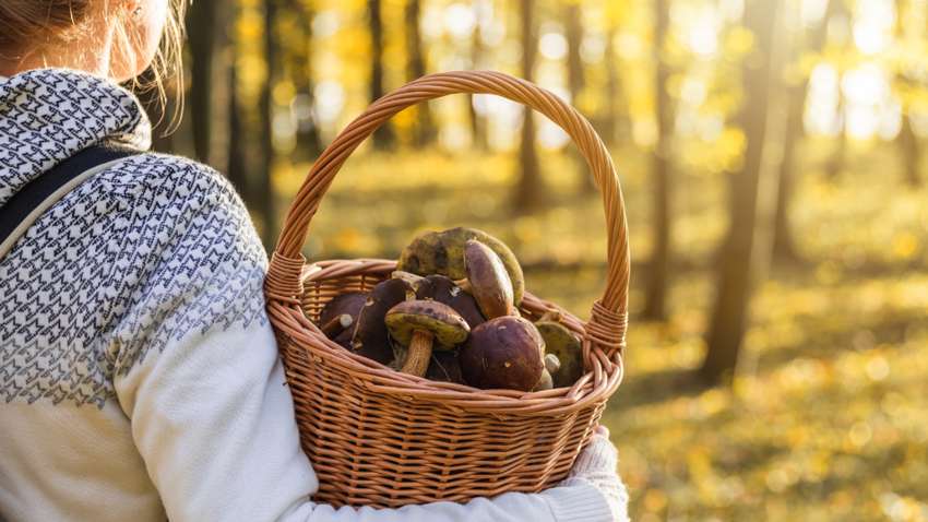 Женщина на Волыни обнаружила гигантский гриб весом более 10 кг (ФОТО)