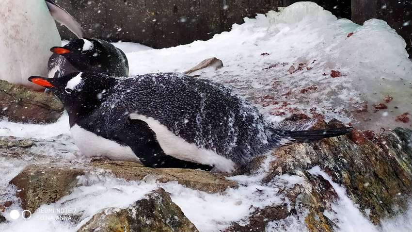 Сотрудница украинской антарктической экспедиции публикует забавные посты про пингвинов, живущих в природе Сотрудница украинской антарктической экспедиции публикует забавные посты про пингвинов, живущих в природе