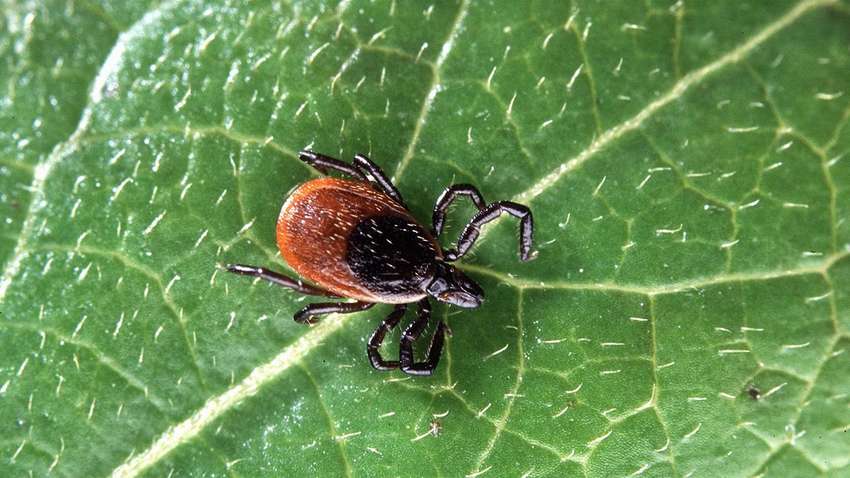 Новая опасность: собачьи клещи атакуют людей из-за глобального потепления Новая опасность: собачьи клещи атакуют людей из-за глобального потепления