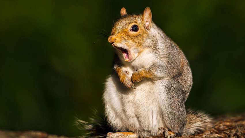 У Львові після нападу білки дівчина потрапила до лікарні 