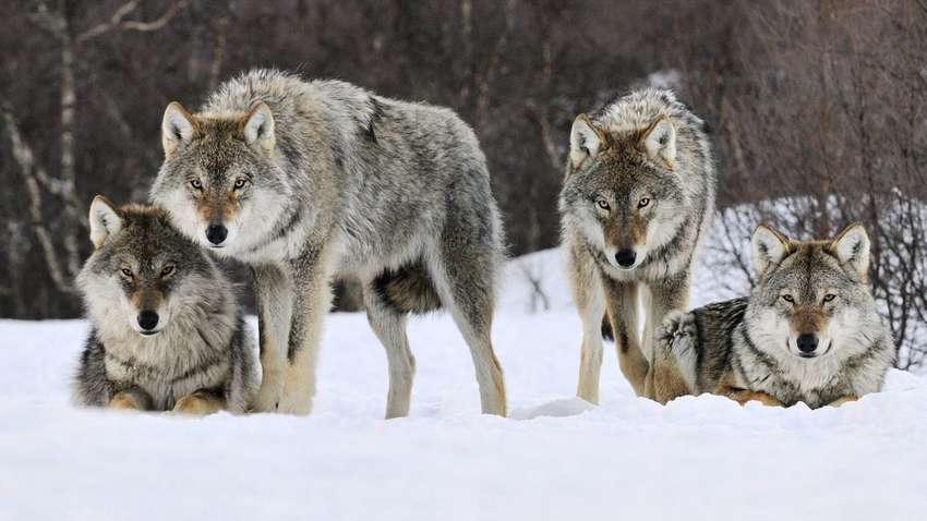 Прикарпатське село атакують вовки: місцеві жителі в паніці