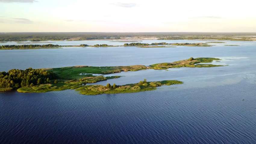 Собака окрасилась в зеленый цвет после купания в Днепре (ФОТО) 