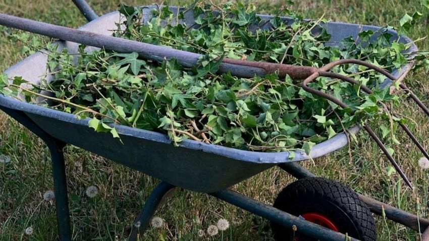 Ефективний спосіб видалення бур’янів: цей секрет знають лише дачники-професіонали Ефективний спосіб видалення бур’янів: цей секрет знають лише дачники-професіонали