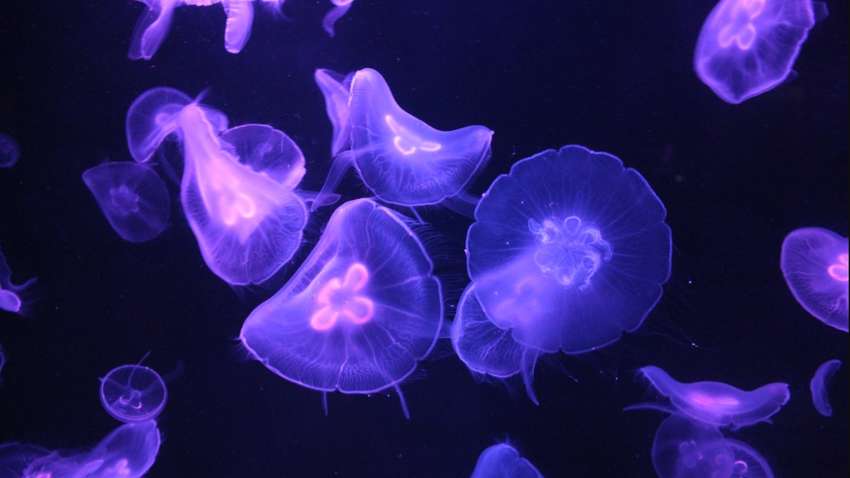 Вчені знайшли новий вид хижих тварин (відео)