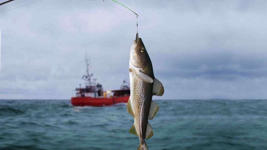 На Аляске рыбак поймал настоящего «морского монстра» (ФОТО) На Аляске рыбак поймал настоящего «морского монстра» (ФОТО)