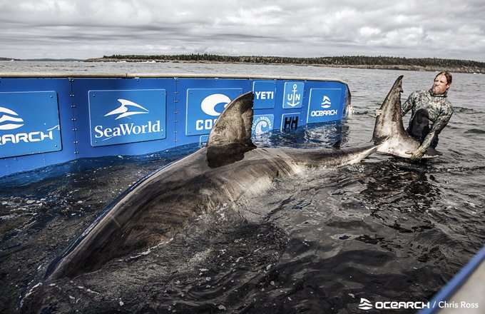 ВИДЕОФАКТ: Канадские исследователи поймали огромную белую акулу
