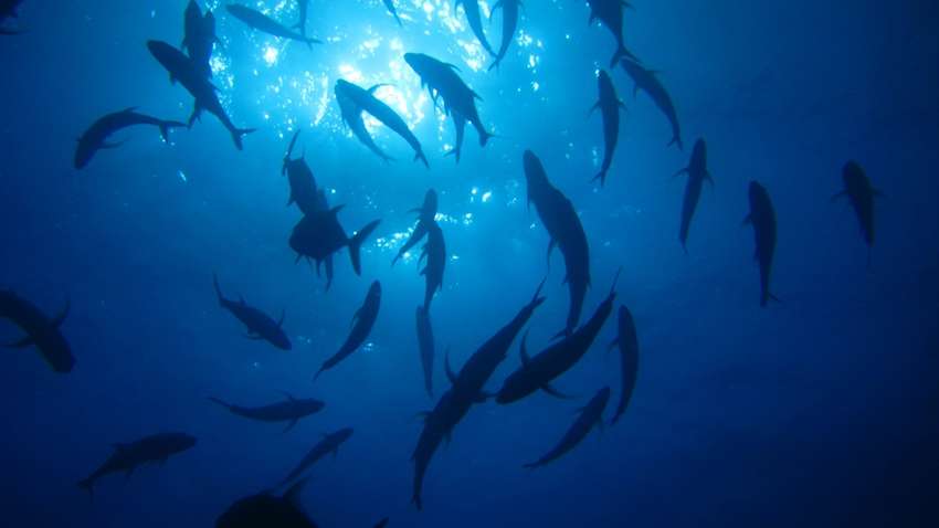 Жителі підземних вод: учені відкрили новий вид риб (ФОТО) Жителі підземних вод: учені відкрили новий вид риб (ФОТО)