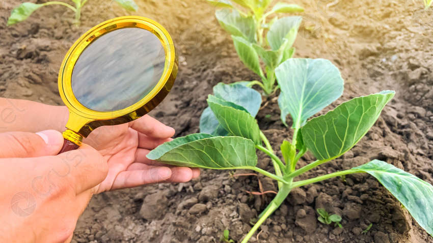 Обережно, пестициди: які продукти «найбрудніші» Обережно, пестициди: які продукти «найбрудніші»