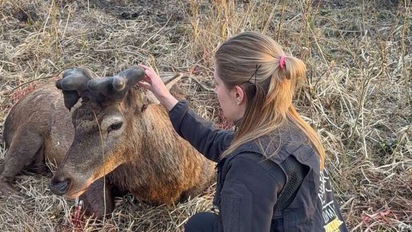 Обманули, операции не будет: Оленя Бориса оставили в посадке с тяжелым переломом