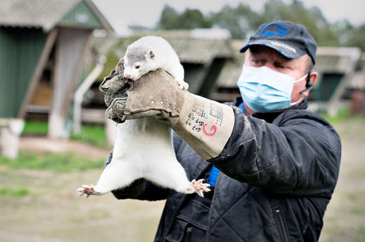 В уряді Данії визнали помилкою рішення знищити всіх норок, але вбивства продовжаться