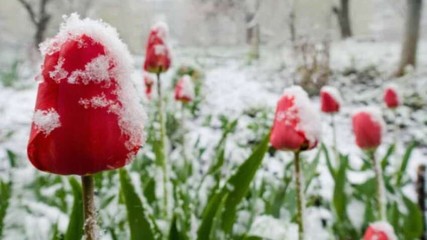 Апрельское испытание холодом: какие регионы Украины накроет морозами