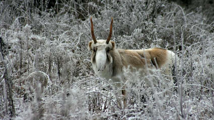 Парк природы "Беремицкое" на Черниговщине: как помочь диким животным Парк природы "Беремицкое" на Черниговщине: как помочь диким животным