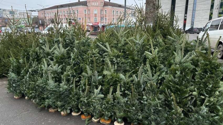 На рынке живых новогодних елок в Украине фиксируют существенные изменения