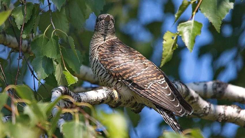 Какой праздник отмечается 7 марта: народные приметы и традиции 