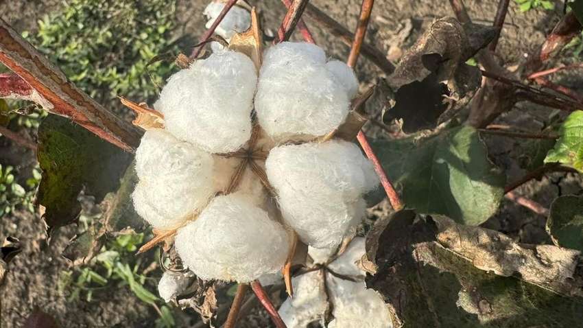 Первый урожай хлопчатника в Украине: сколько удалось собрать Первый урожай хлопчатника в Украине: сколько удалось собрать