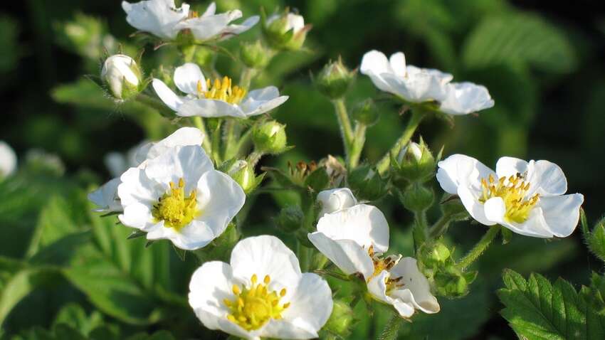 7 травня: головні заборони та прикмети дня