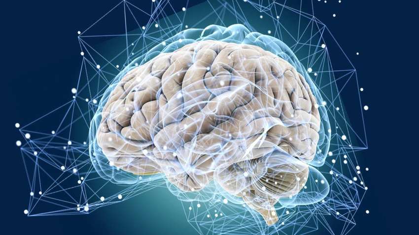 Ученые нашли способ успешной трансплантации клеток мозга 