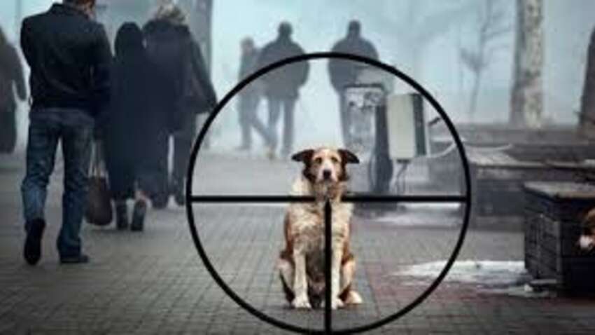 Невідомі живодери на тимчасово окупованій Запоріжчині виловлюють котів та собак – тварин забирають заради хутра