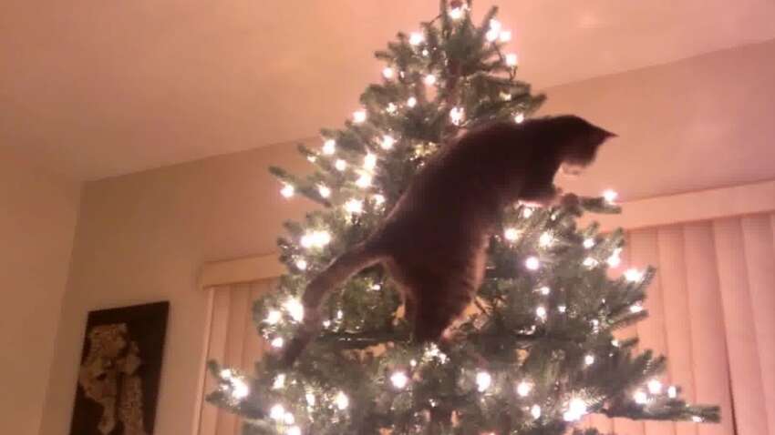 Обращающийся неудачами праздник: где нельзя ставить елку, чтобы не испортить энергетику дома Обращающийся неудачами праздник: где нельзя ставить елку, чтобы не испортить энергетику дома