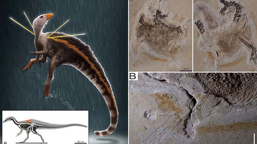 Схожий на курку: вчені виявили новий вид динозаврів Схожий на курку: вчені виявили новий вид динозаврів