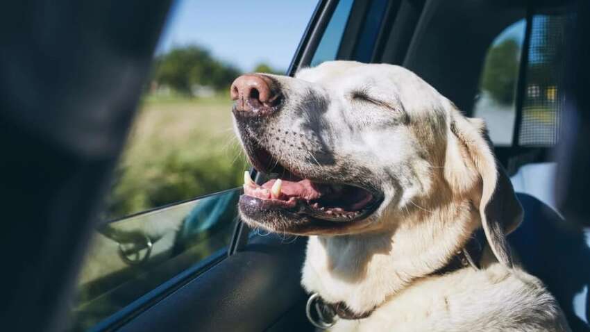 Любителям собак и кошек приготовиться: за что можно получить штраф или даже тюремный срок Любителям собак и кошек приготовиться: за что можно получить штраф или даже тюремный срок