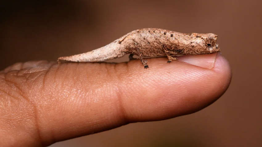 Туристы случайно нашли новый вид крошечного хамелеона: каков его размер Туристы случайно нашли новый вид крошечного хамелеона: каков его размер