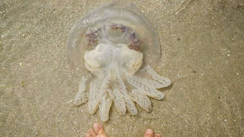 На Арабатській Стрілці відпочиваючі дали бій медузам - жодна живність не постраждала