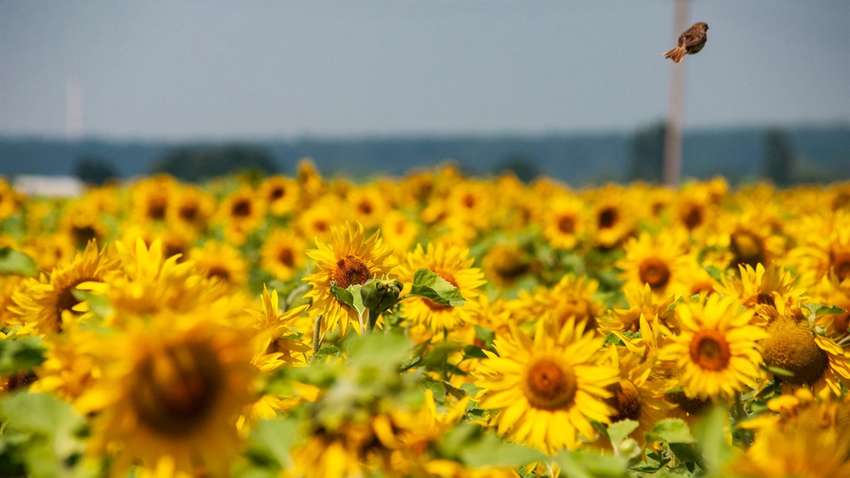 Страшна спека: синоптики розповіли, якою буде погода в Україні в серпні Страшна спека: синоптики розповіли, якою буде погода в Україні в серпні