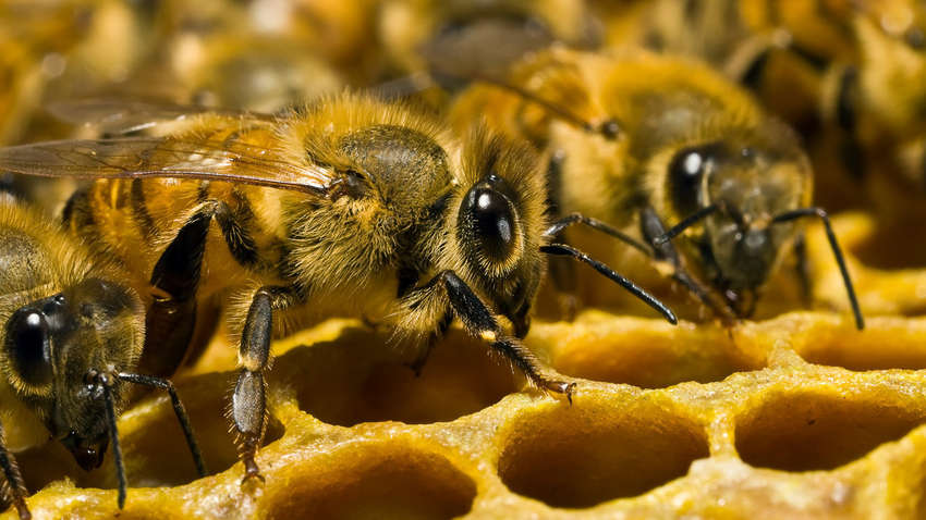 В России происходит массовая гибель пчел