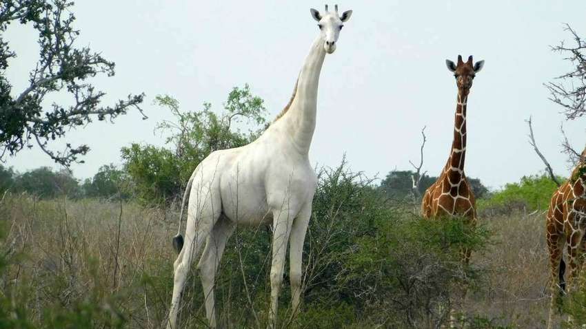 В Кении убили двух белых жирафов. В мире остался всего один такой