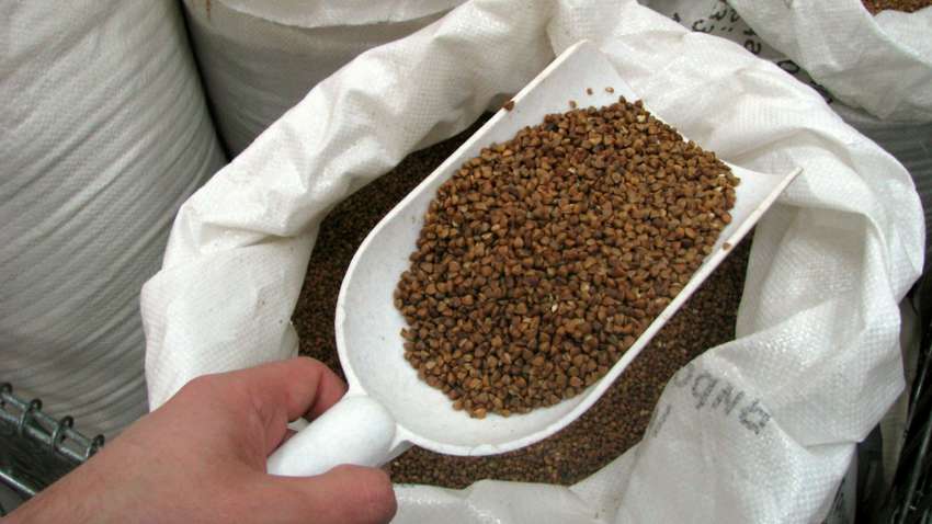 Голос за пачку гречки: в полиции назвали самые популярные способы подкупа избирателей