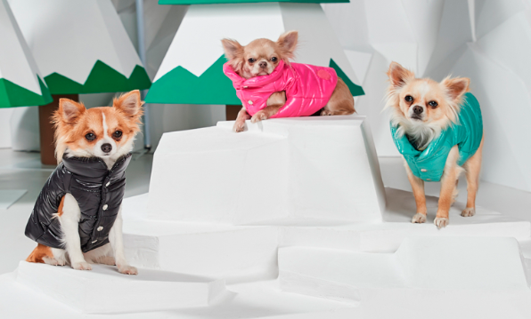 Moncler випустили стильні пуховики для собак