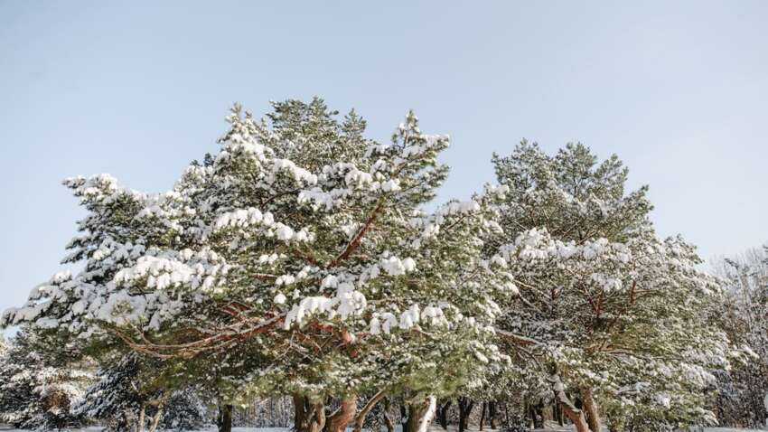 Церковный праздник 26 января: что можно спрогнозировать по сегодняшнему дню