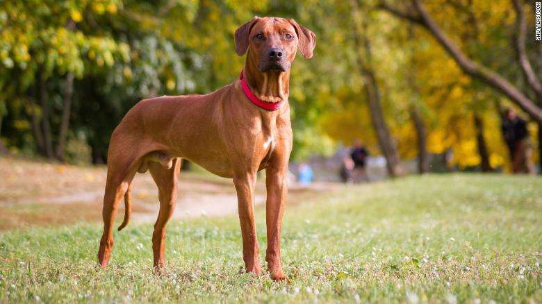 К концу ледникового периода существовало по крайней мере пять пород собак - международное исследование К концу ледникового периода существовало по крайней мере пять пород собак - международное исследование