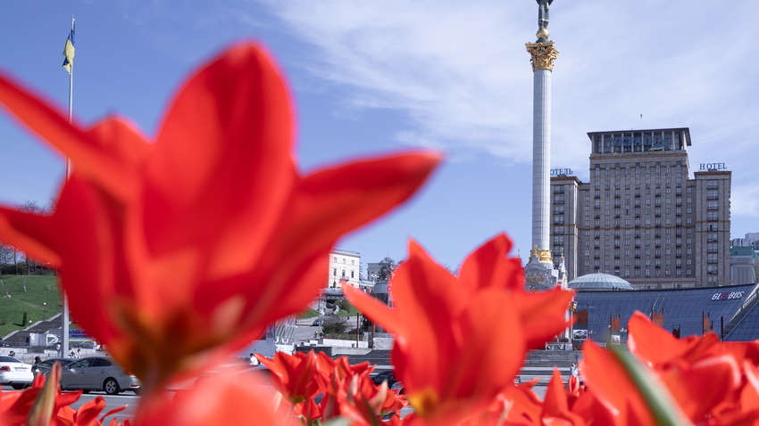 Тюльпани для клумб обійшлися столиці на 230 тис. дорожче: хто винен у переплаті Тюльпани для клумб обійшлися столиці на 230 тис. дорожче: хто винен у переплаті