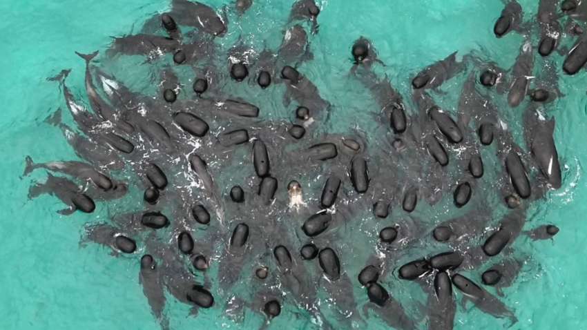 Катастрофа в Австралії: прироохоронники зробили евтаназію дельфінам Катастрофа в Австралії: прироохоронники зробили евтаназію дельфінам