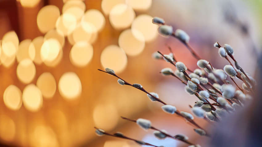 Вербное воскресенье: митрополит Епифаний рассказал, как будет проходить праздник в условиях карантина