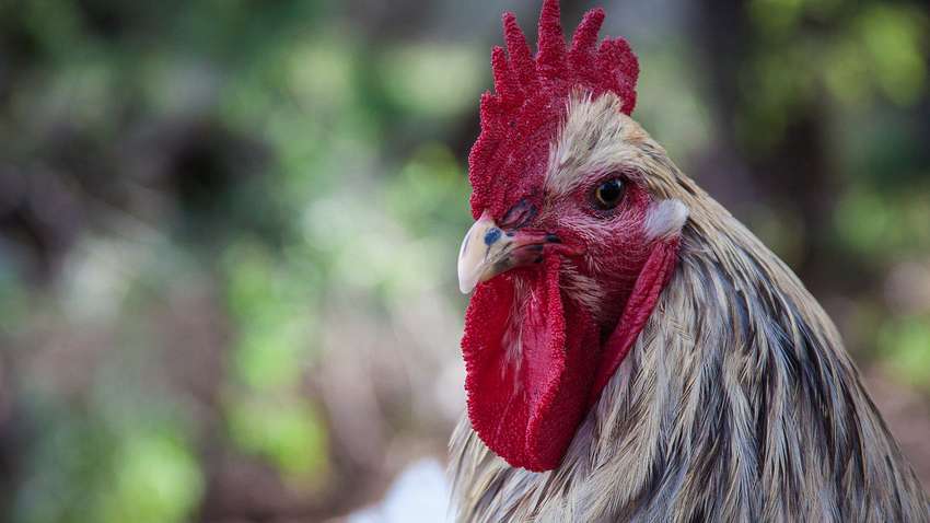 76-річну жінку до смерті заклював півень