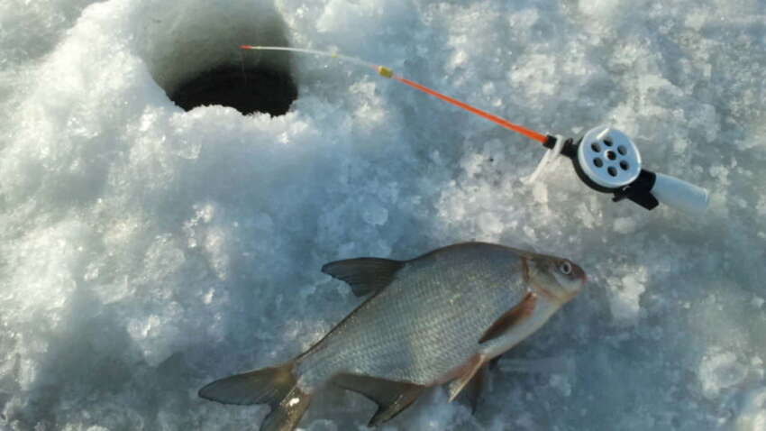 Рыба будет клевать не всегда: календарь рыбака на январь 2026 года с точными датами Рыба будет клевать не всегда: календарь рыбака на январь 2026 года с точными датами