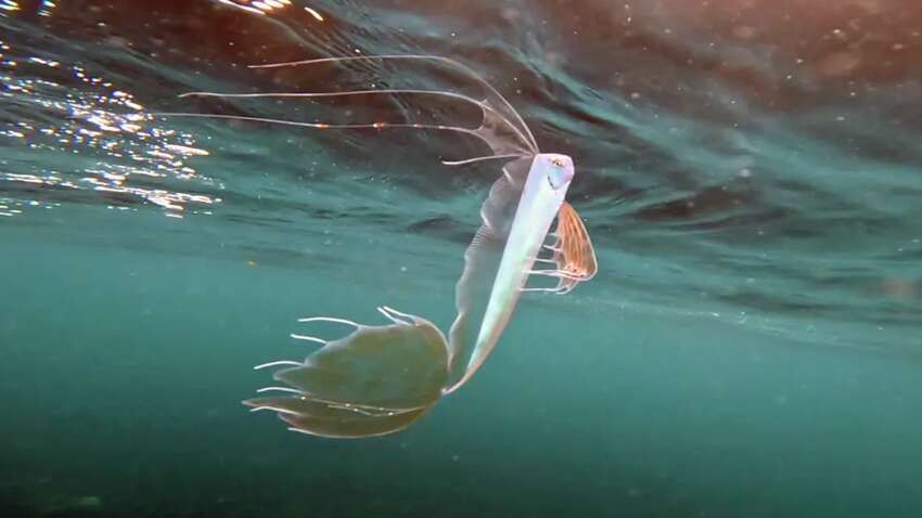 У берегов США заметили "рыбу Судного дня": считается, что она предвещает катастрофу (ФОТО)