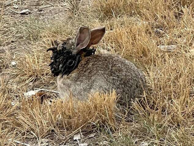 У кроликов заметили "рога": ученые дали объяснение