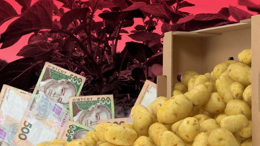 Почему украинцам может зимой не хватить картофеля: прогнозы эксперта