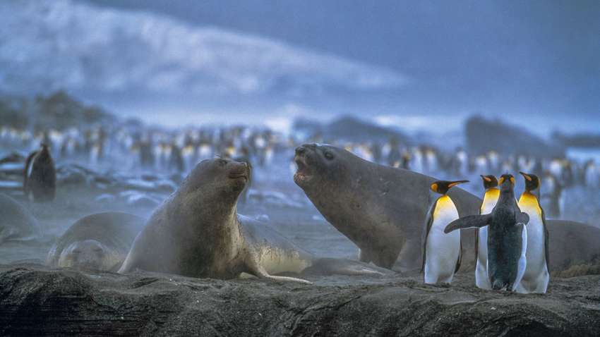 Пінгвінам та тюленям загрожує велетенський айсберг Пінгвінам та тюленям загрожує велетенський айсберг