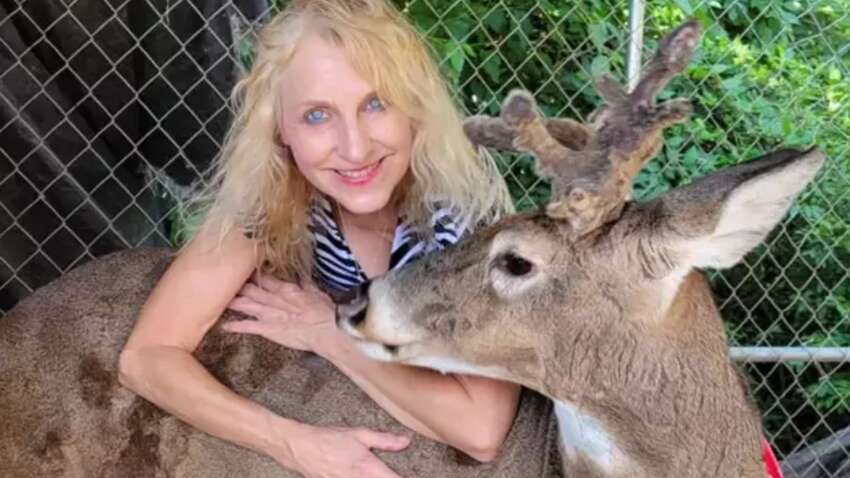 Жінку на смерть забив олень, якого вона врятувала в США Жінку на смерть забив олень, якого вона врятувала в США